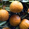 Certificat d’indication géographique pour l’orange à pelure rugueuse de Hà Giang