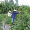 Le Vietnam doit miser sur la culture de produits bio