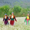 Ha Giang séduit les touristes pendant la floraison des fleurs de sarrasin 