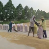 Difficile d’atteindre l’objectif d’export de riz pour 2016
