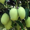 Le Vietnam exporte plus de 10.000 tonnes de fruits frais vers des marchés exigeants