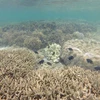 Écosystèmes marins en péril