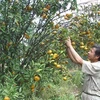 Cao Bang : enregistrement d'une marque collective pour la mandarine de Trà Linh