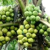 Tra Vinh aide ses PMEs à améliorer la valeur des produits à base de cocotier