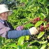 Des mesures pour développer la caféiculture