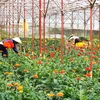 Le printemps au pied de la montagne Lang Biang