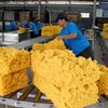 Près de 60% de caoutchouc vietnamien est exporté en Chine 