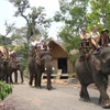 Dak Lak accueille plus de 110.000 touristes pour le Têt du Coq