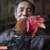 Le «poulet sacré» du village de Lac Thô 