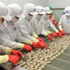 Un bon signe pour les exportateurs vietnamiens de crevettes