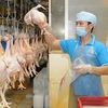 Dông Nai : les éleveurs commencent à exporter leurs poulets au Japon