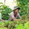 Pham Công Chinh ou l’incarnation de l’agriculteur 2.0