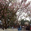Fête des cerisiers en fleurs au bord du lac Hoàn Kiêm