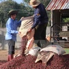 Le Vietnam veut développer la caféiculture durable face au réchauffement