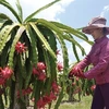 De nouvelles perspectives pour le fruit du dragon de Binh Thuân