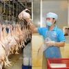 Près de 400 tonnes de viande de poulet seront exportées vers le Japon