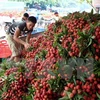 Bac Giang exporte plus de 9.500 tonnes de litchis en Chine