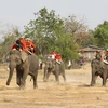 L’éléphant dans la tradition vietnamienne