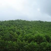 90.700 hectares supplémentaires de forêts au premier semestre 2017
