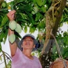 Une compagnie vietnamienne exporte 5 tonnes de mangues vertes en Australie chaque semaine