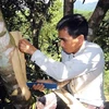 Des canneliers séculaires, joyaux de la montagne de Ngoc Linh