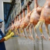 Le Vietnam projette d’exporter la viande de poulet en Union européenne
