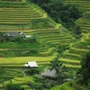 Moisson d’or sur les rizières en terrasses à Hoàng Su Phi