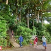 Un banian géant au sein de la péninsule de Son Trà