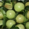 Les pommes de lait de Tiên Giang vont bientôt faire leur apparition aux Etats-Unis