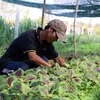 Le Japon finance un projet d’agriculture bio à Ben Tre
