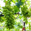Ninh Thuân mise sur les vastes exploitations pour développer la viticulture