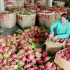 Exportation de pitayas en Chine