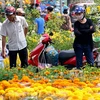 Têt : forte augmentation des importations de fleurs et de bonsaïs 