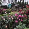 Ouverture de la Fête des roses de la Bulgarie à Hanoï