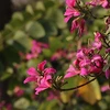 Hanoï à la saison des fleurs de bauhinie