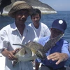 Projet d'écloserie pour favoriser le retour des tortues de mer à Cu Lao Cham