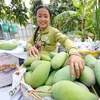 An Giang: un premier lot de mangue tricolore expédié en Australie