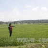 Octroi de plus de 160.000 tonnes de riz à la province de Kon Tum