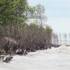 Plusieurs superficies de forêt de protection de la digue maritime ravagées à cause de l’érosion