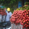 Superbe saison du litchi dans la province de Bac Giang