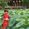 Une variété précieuse de lotus blancs se développe à Dai Noi
