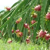 Binh Thuan vise le développement durable des pitayas 