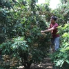 Hung Yên, royaume des longaniers