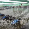 Régler les difficultés pour le développement du secteur des crevettes du Vietnam