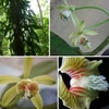 De nouvelles espèces végétales découvertes dans la réserve naturelle de Khanh Hoa 