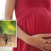 Une nouvelle femme enceinte à Ho Chi Minh-Ville infectée par le Zika