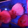 Les poissons d'aquarium sont à la mode à Hanoi