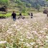 Ouverture de la fête des fleurs de sarrasin à Ha Giang 