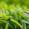 Le thé: L’or vert de Tuyên Quang