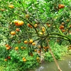 Lai Vung, le royaume des "mandarines roses" 